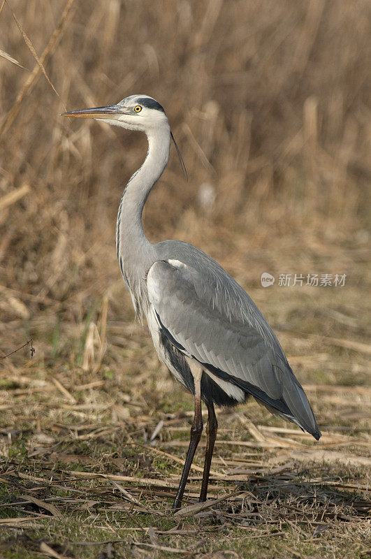 苍鹭(Ardea cinerea)